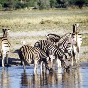 Zebra at one of the pans.