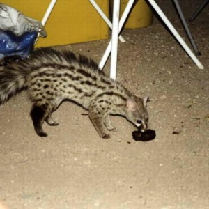 A spotted genet, a welcome sight after the jackals cleaned us out of cereal, they were fighting over our food so much they rolled into the tent and nearly bit Em