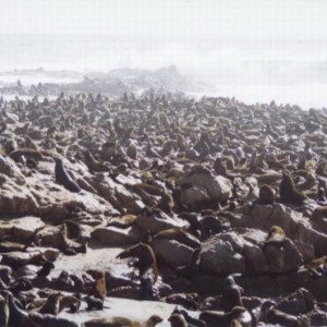 The millions of seals at the Cape Cross Colony.