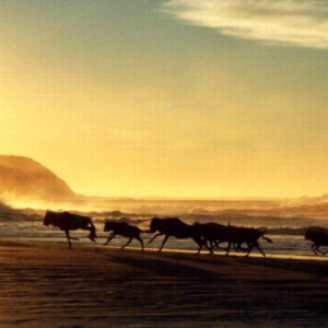 Wildebeest running on the beach.